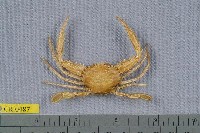 藏品(圓形狼牙蟹)的圖片